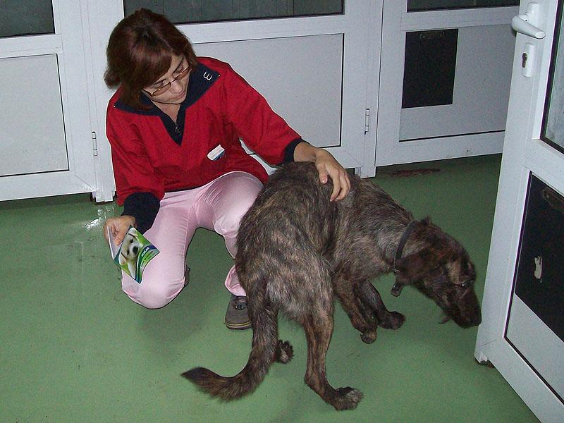 Rămaşi fără bani, clujenii abandonează animale pe care au dat sute de euro