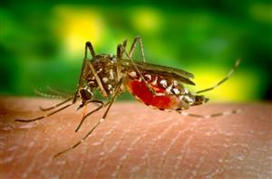 O nouă infecţie cu West Nile la Cluj