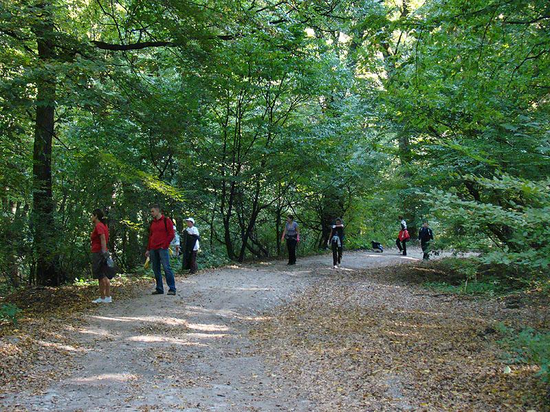 Parcul din pădurea Hoia a eşuat între Primăria Cluj-Napoca şi CJ   