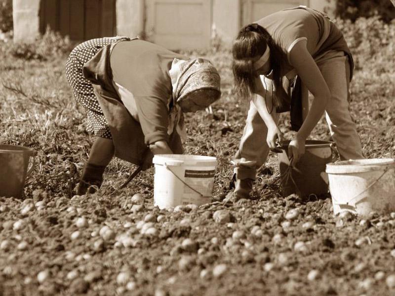 Legume de la ţară, livrate la uşa apartamentului