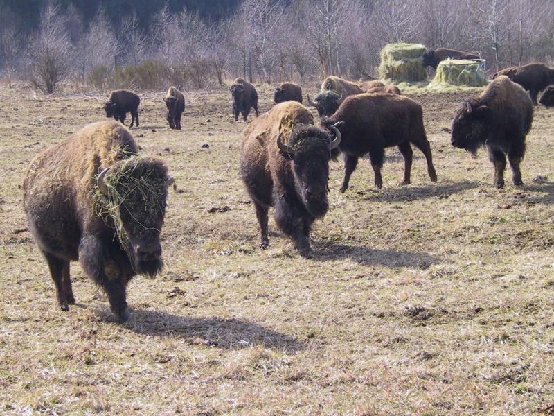 Sătenii din Țaga se opun ca o firmă austriacă să crească bizoni pe pășunea lor