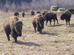 Sătenii din Țaga se opun ca o firmă austriacă să crească bizoni pe pășunea lor
