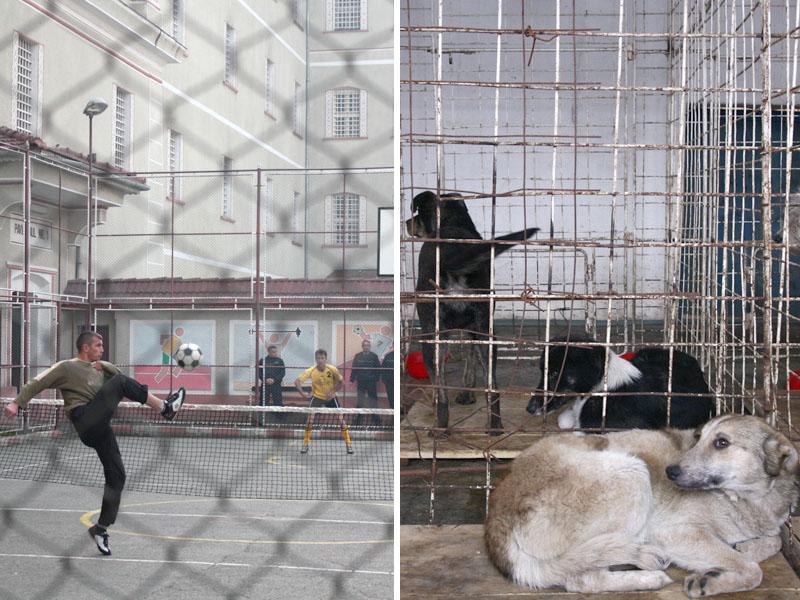 Un om şi un câine împart 6 lei la doi