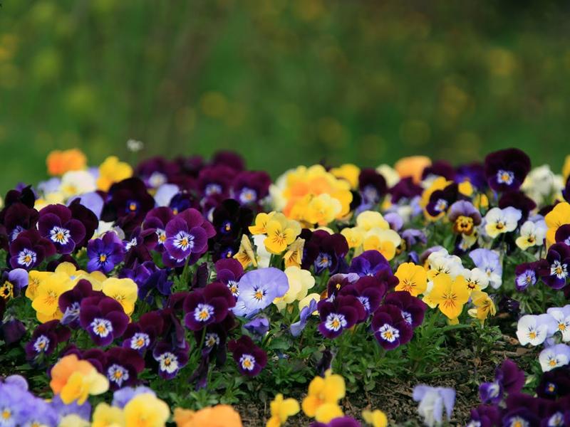 Liber la panseluţe pentru Rosal