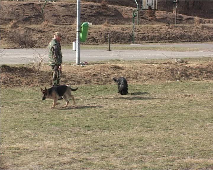 Apar primele cazuri de muşcături de căpuşă la Cluj. Cei muşcaţi riscă boala Lyme VIDEO
