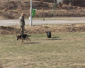 Apar primele cazuri de muşcături de căpuşă la Cluj. Cei muşcaţi riscă boala Lyme VIDEO