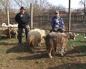 Mieii, specie rară în târgurile din Cluj VIDEO