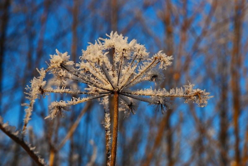Avertizare meteo de brumă, marţi şi miercuri 