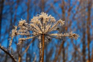 Avertizare meteo de brumă, marţi şi miercuri 