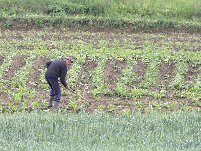 Vremea ploioasă ameninţă o parte din culturile agricole