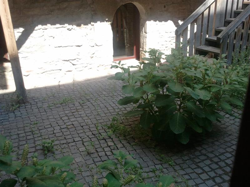Cum au crescut bălăriile într-un muzeu părăsit din buricul Clujului FOTO