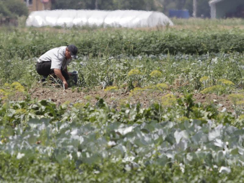 Vuşcan îi cheamă mâine pe fermierii clujeni să-i întrebe dacă sunt de acord să intre în pieţe cu cardul