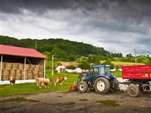 Tânărul fermier: la coada vacii la Cluj sau la căpşuni în Spania