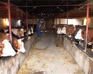 Fermierii români acuză companiile străine pentru scandalul laptelui VIDEO