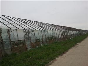 Procesele de un deceniu dărâmă serele care alimentau cu legume Clujul comunist FOTO / VIDEO
