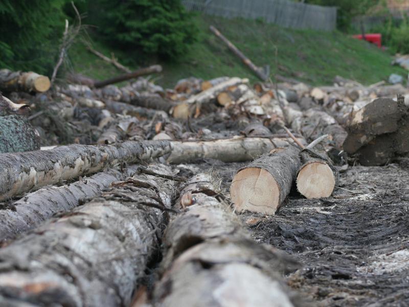 Lemn scos la vânzare de autorităţi, în comunele de munte