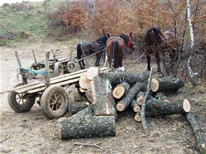 Pădurar din Alba, cercetat pentru defrişări ilegale în Apuseni 