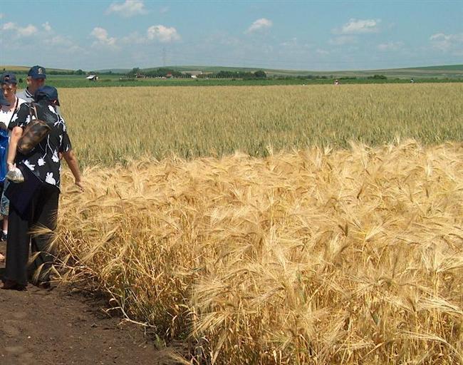 Băsescu: Exportul grâului cu 147 euro tona e export de subvenţie; aşa sărăcim agricultura românească