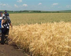 Băsescu: Exportul grâului cu 147 euro tona e export de subvenţie; aşa sărăcim agricultura românească