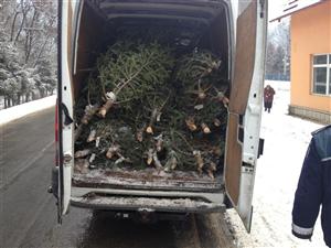 Afacerile ilegale cu brazi de Crăciun continuă la Cluj