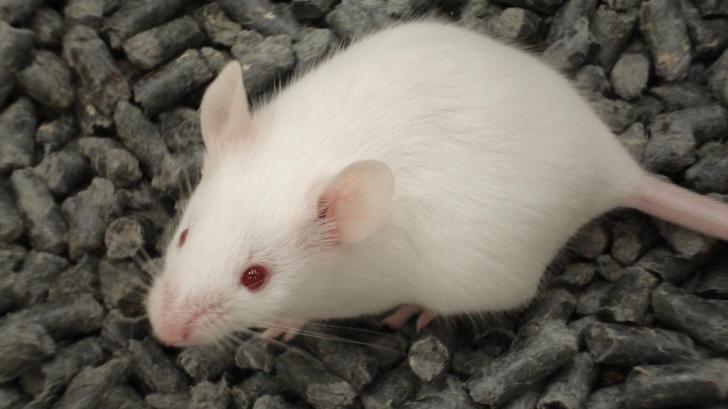 Cercetare cu nanoparticule de aur în tratamentul cancerului hepatic, la un institut clujean