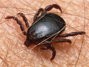 11 clujeni muşcaţi de căpuşe. Unde se fac teste gratuite pentru boala Lyme