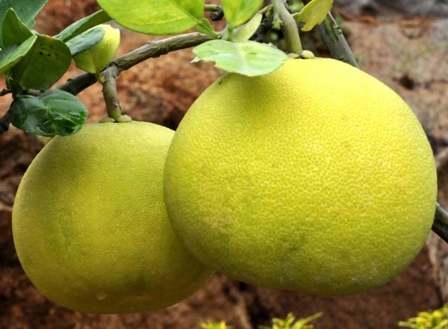 Efect miraculos al unui fruct. Ajută plămânii şi condiţia fizică