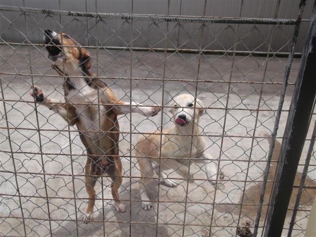 Îngrijitor care maltrata câinii dintr-un adăpost de animale, amendat. Riscă închisoarea