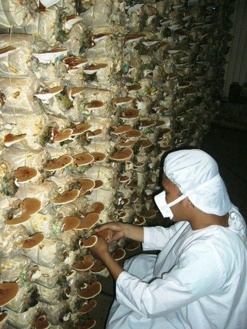 Planta nemuririi tratează cancerul, întăreşte sistemul imunitar şi are beneficii anti-îmbătrânire