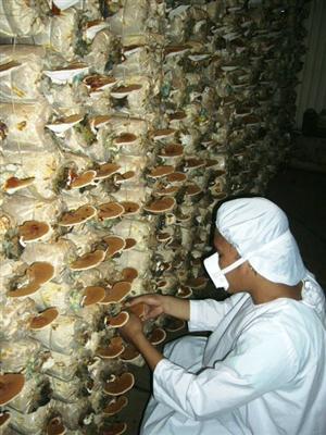 Planta nemuririi tratează cancerul, întăreşte sistemul imunitar şi are beneficii anti-îmbătrânire