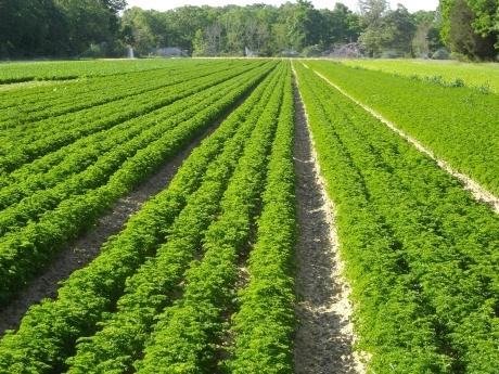 Planta ieftină şi bună la toate. Inhibă cancerul, reduce tensiunea, combate reumatismul