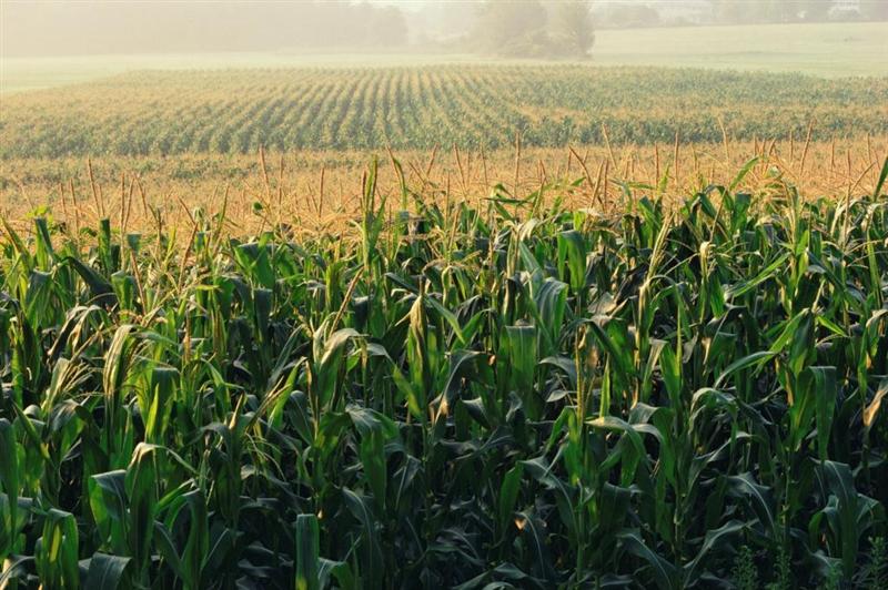 România va contribui cu circa 11 milioane de tone de porumb la producţia UE din acest an, de 74 milioane de tone