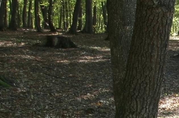 Direcţia Silvică Cluj face angajări