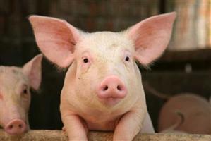 Premieră naţională la Cluj: Implant de celule stem la porci pentru întărirea structurii dinţilor