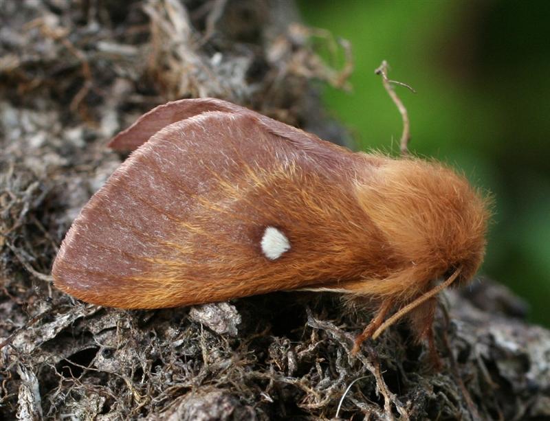 Concluzie tristă: o specie protejată de fluture nocturn e posibil să fi dispărut din Făgetul Clujului şi Valea Morii