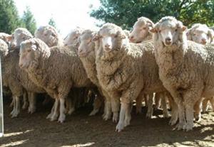 Un cioban cu 100 de oi îşi face de cap prin Cluj. Mesaj dur al unui cetăţean pentru Boc