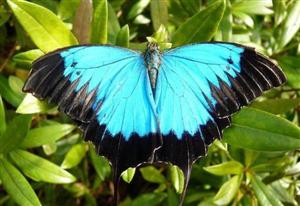 Expoziţie cu 250 de fluturi vii, din specii tropicale, deschisă la Cluj-Napoca