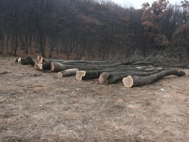 Uniţi salvăm... pădurile! Clujul se alătură 