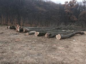 Uniţi salvăm... pădurile! Clujul se alătură 