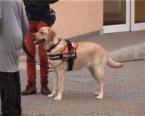 Metodă didactică inedită pentru copiii cu deficienţe de la o şcoală din Cluj. Un labrador le-a devenit terapeut