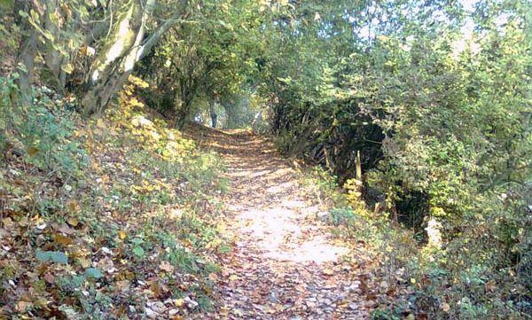 Doi seminaratonişti, salvaţi de jandarmi. S-au rătăcit în pădure
