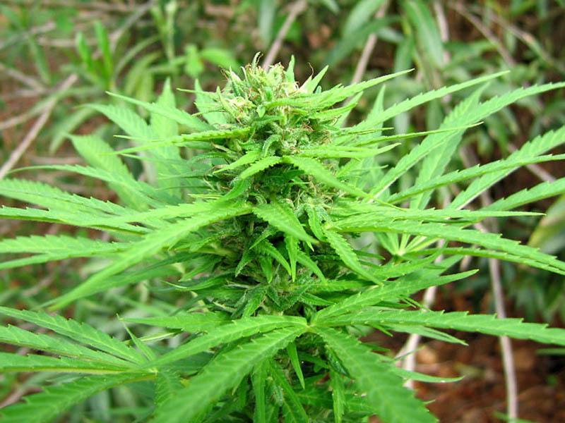 Beneficiile medicinale ale canabisului, separate în premieră de efectele halucinogene