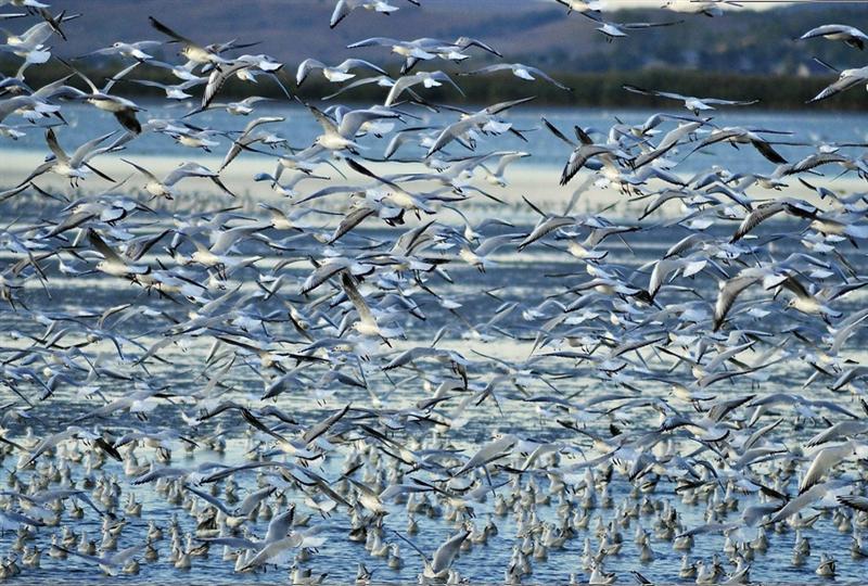 Birdwatching pe malul Şomeşului. Clujenii, invitaţi să descopere speciile de păsări