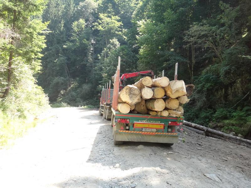 Asta da captură! Lemne de 18.000 de lei, confiscate dintr-un depozit