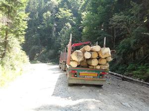 Asta da captură! Lemne de 18.000 de lei, confiscate dintr-un depozit