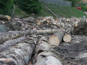 Camera Deputaţilor: Defrişările ilegale de pădure, vulnerabilitate la adresa siguranţei naţionale