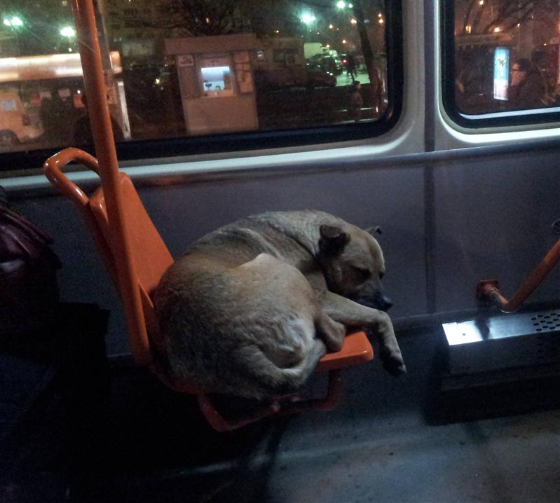 „Un bilet pentru Azorel, vă rog!
