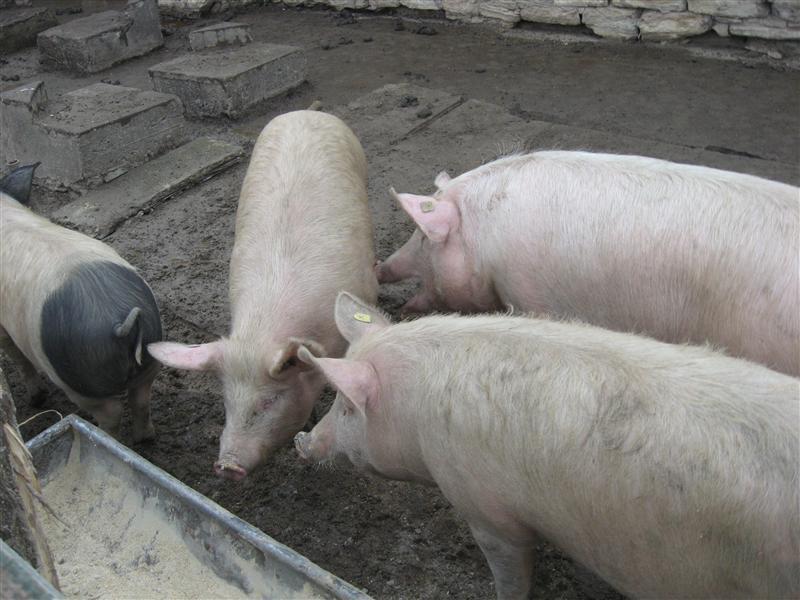 Târgul de animale din Dej a fost închis de poliţişti. Din ce motiv