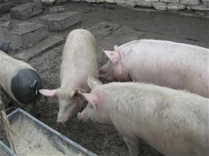 Târgul de animale din Dej a fost închis de poliţişti. Din ce motiv