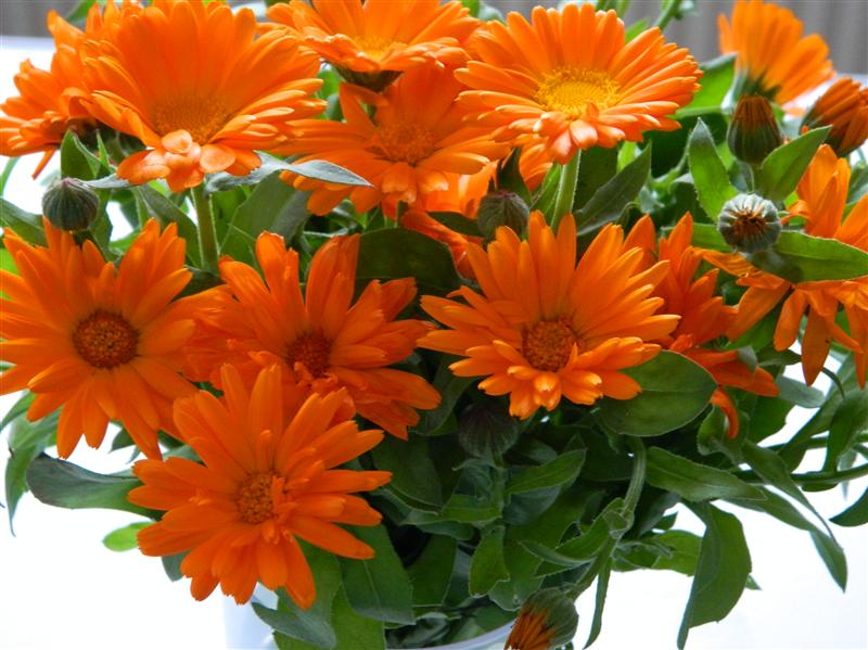 FLORILE miraculoase: ameliorează ULCERUL PEPTIC, previn ARTRITA REUMATOIDĂ, protejează FICATUL şi VEZICA URINARĂ